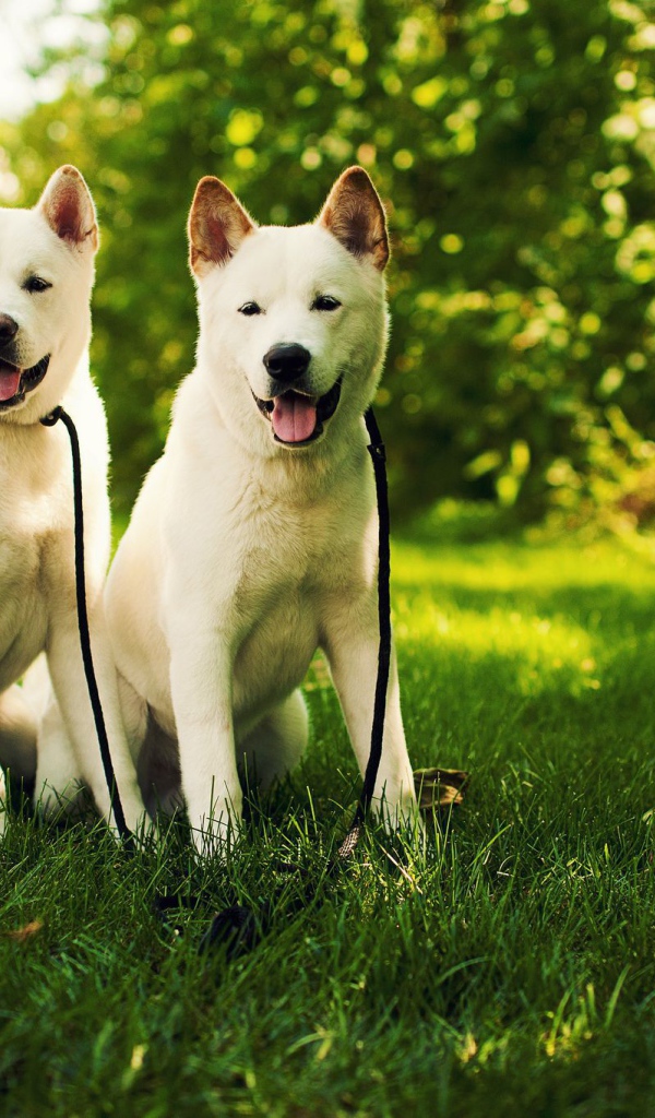Две белые собаки акита-ину на траве