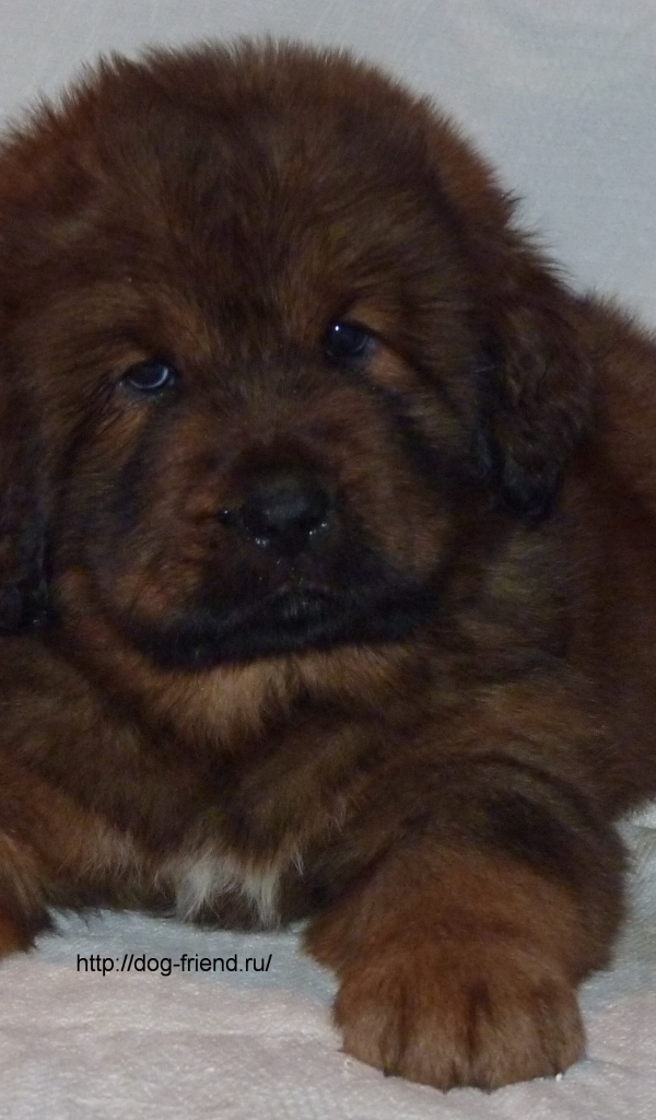 Очень маленький щенок тибетского мастифа