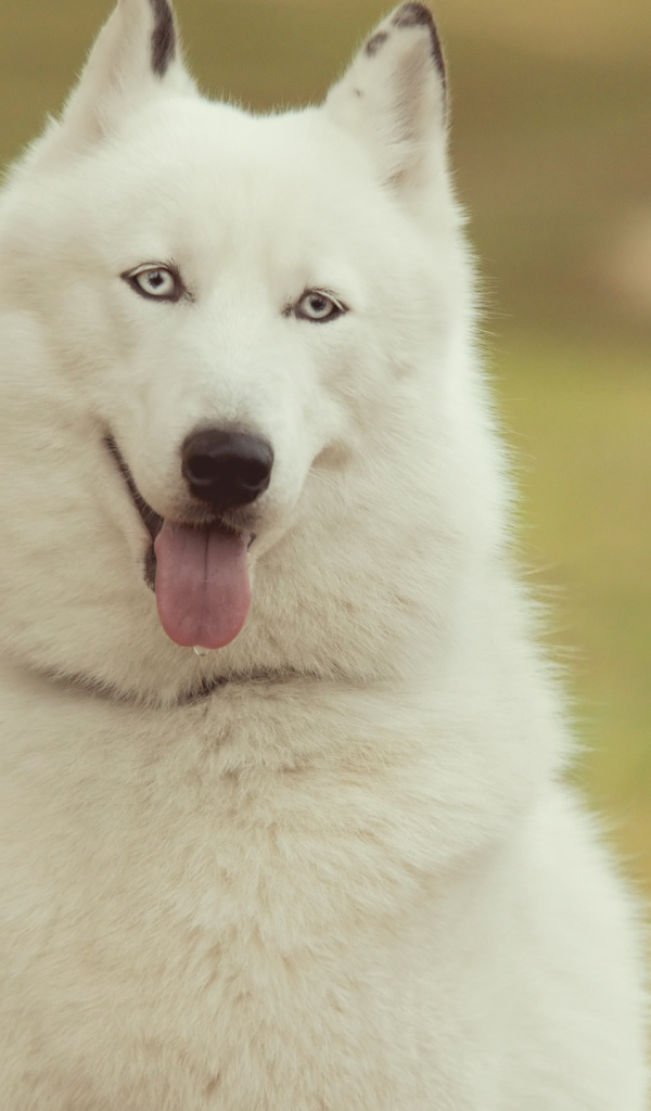 Белый Сибирский хаски