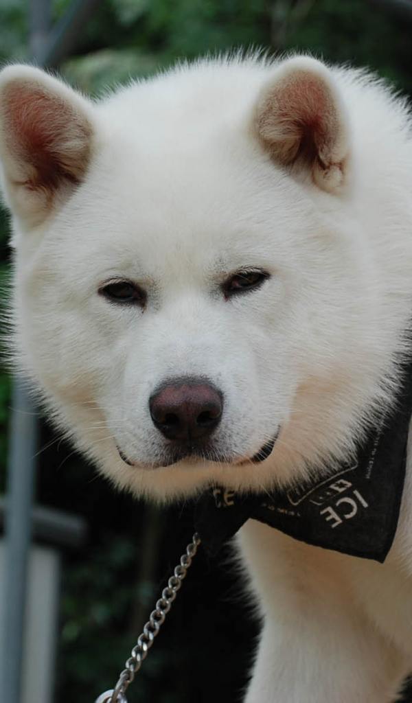Белая взрослая акита-ину
