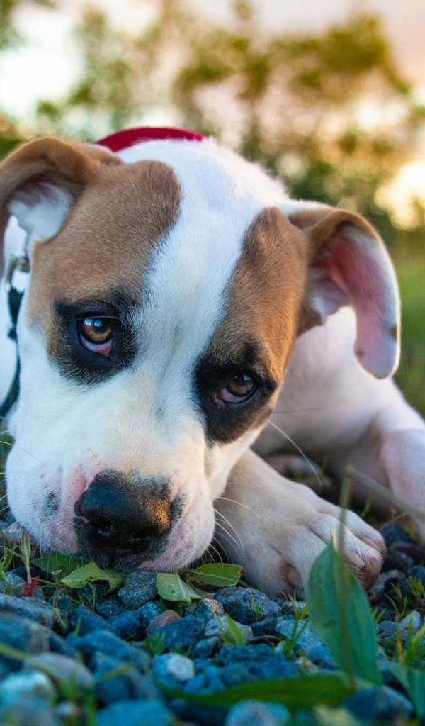 Белый боксёр лежит на камнях