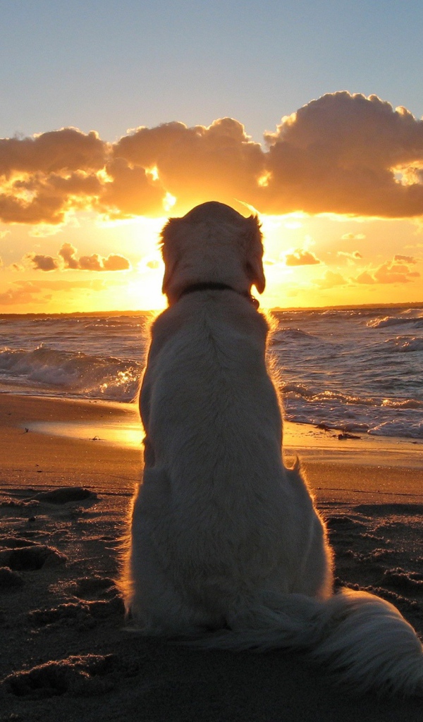 Белая собака смотрит на закат