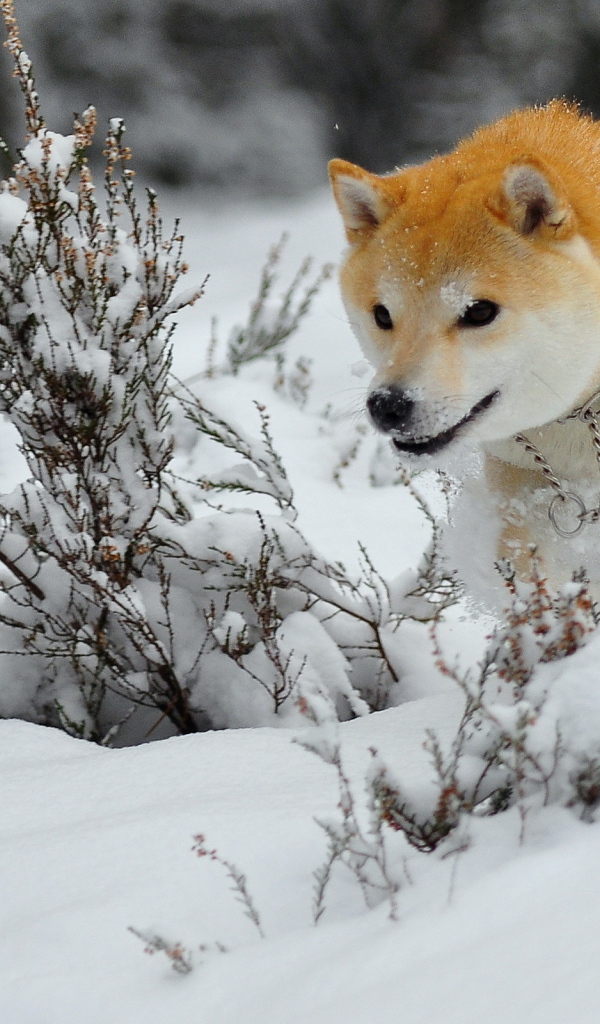 Зимняя охота