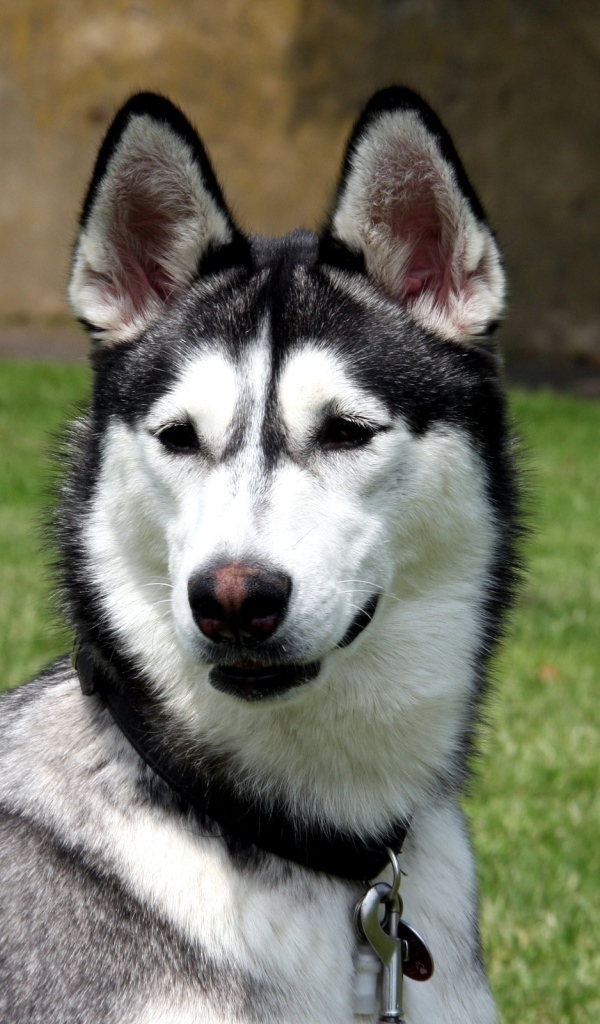 Молодой аляскинский маламут на улице