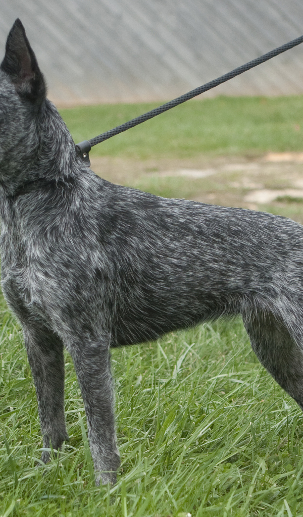 Молодая австралийская пастушья собака