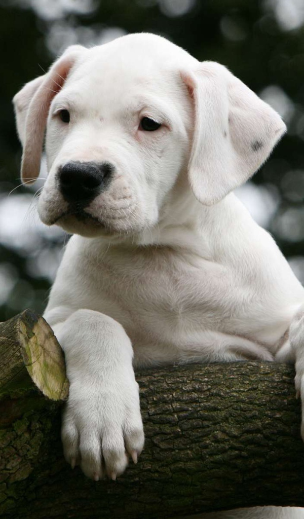 Молодой аргентинский дог на дереве