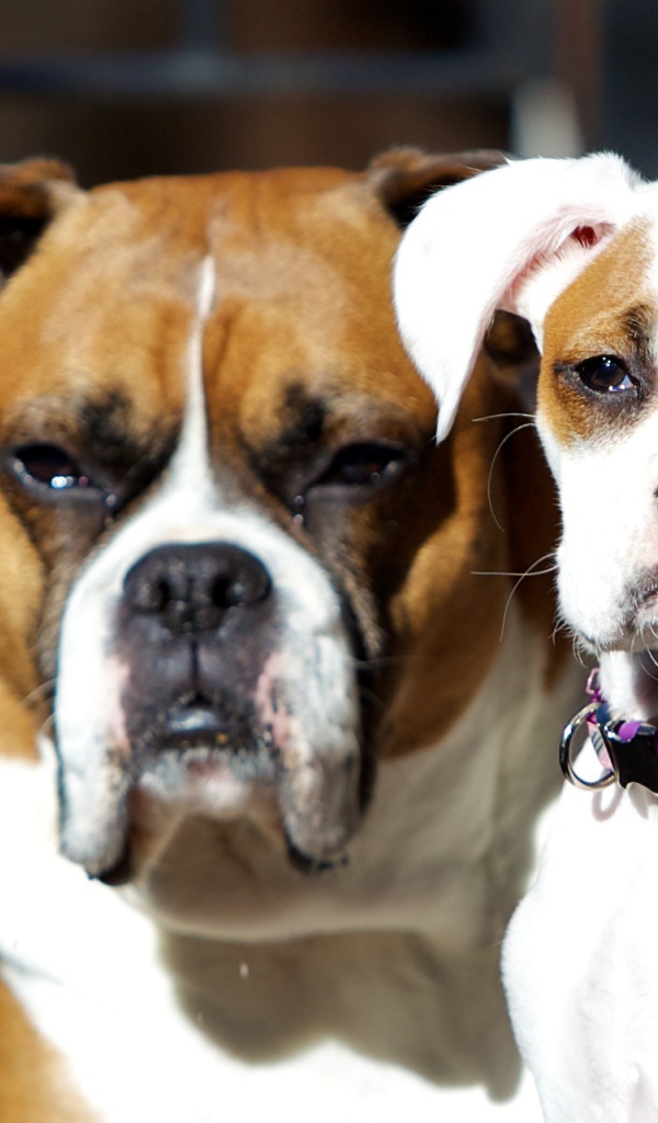 Молодой и взрослый боксеры