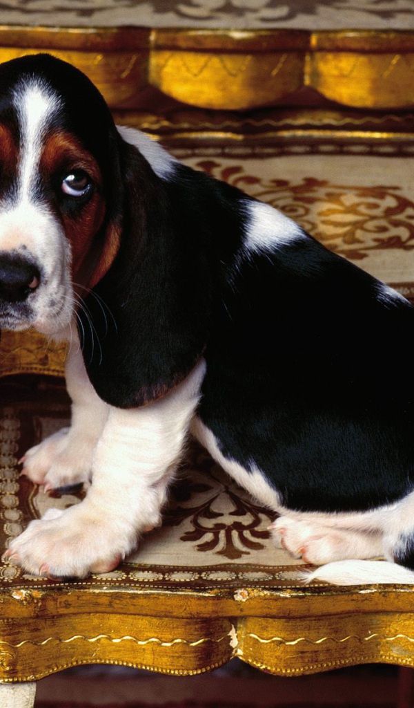 Молодой и грустный бассет-хаунд