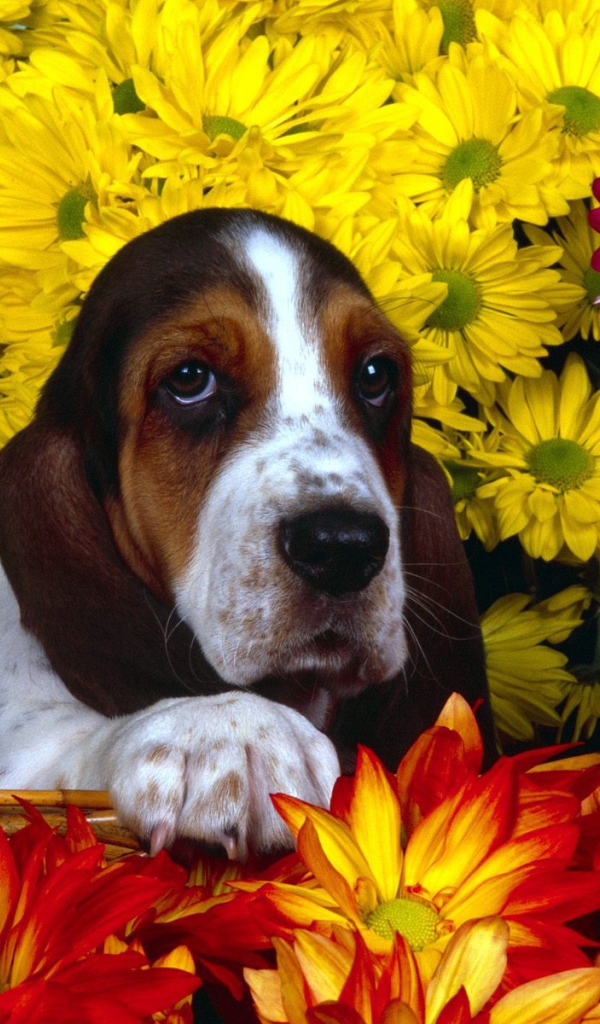 Молодой бассет-хаунд в цветах