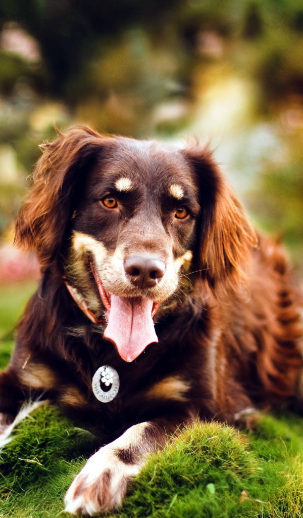 Молодая красивая австралийская овчарка