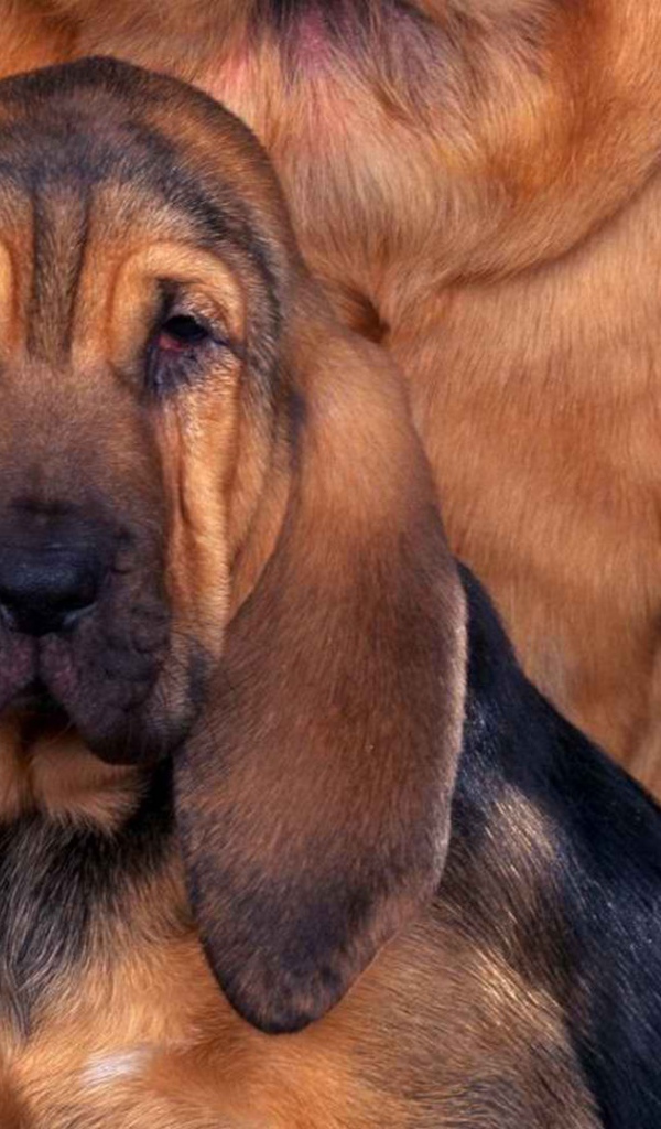 Молодой бладхаунд с мамой