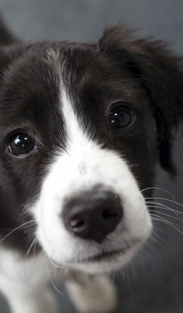 Молодая бордер-колли крупным планом