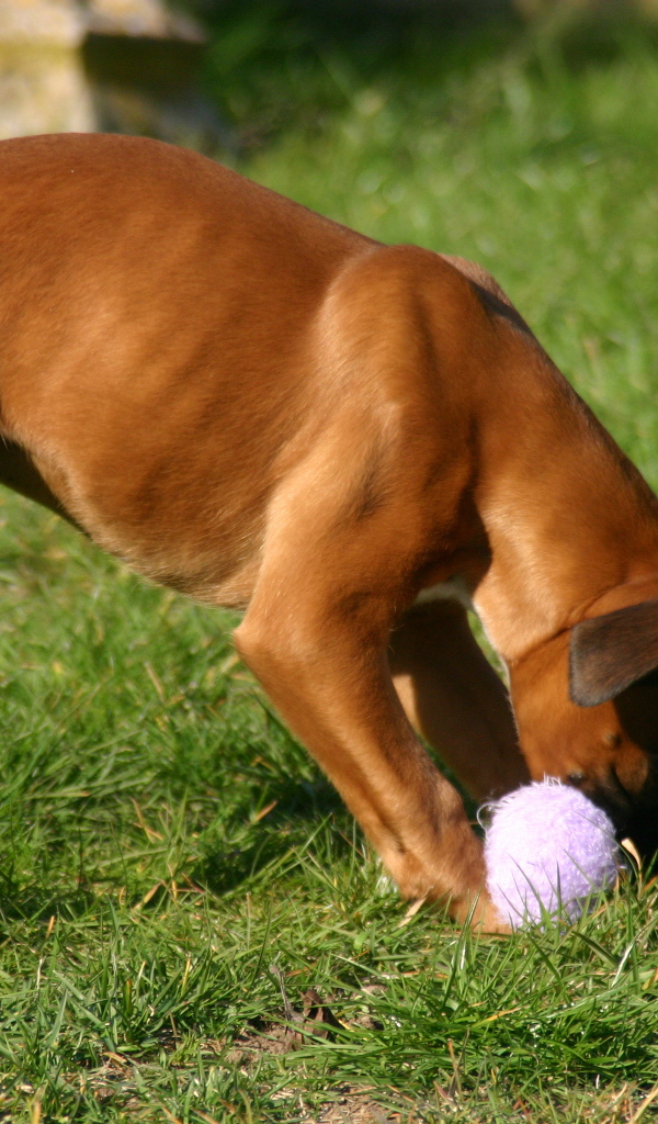 Молодой боксёр грызёт игрушку