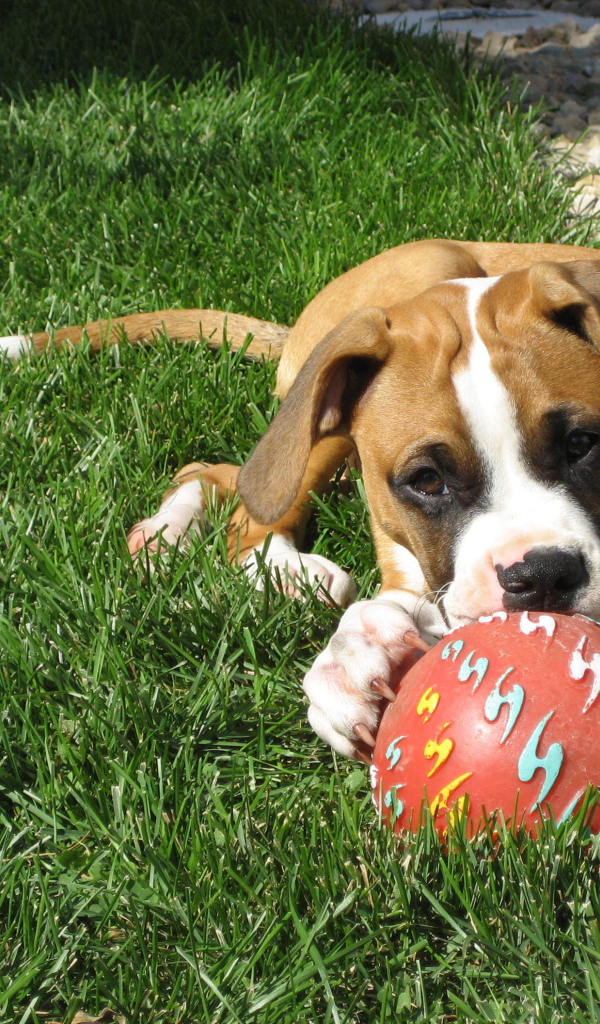 Молодой боксёр с мячом