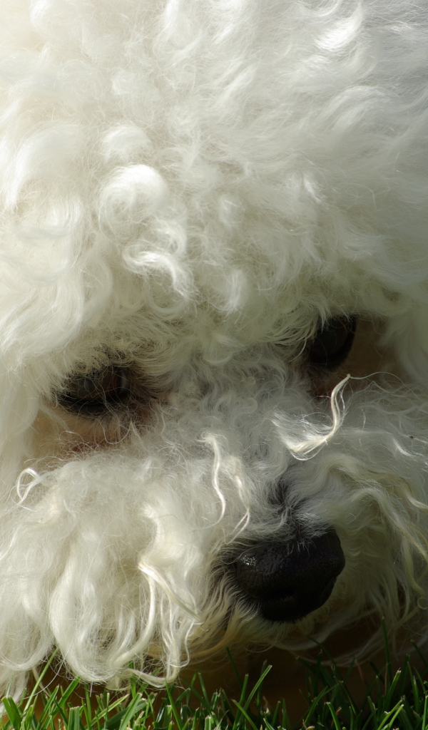 Молодая собака породы бишон-фриз крупным планом