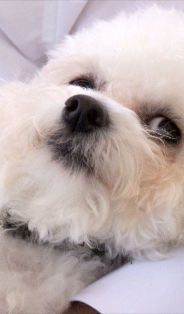 Молодая собака породы бишон-фриз отдыхает