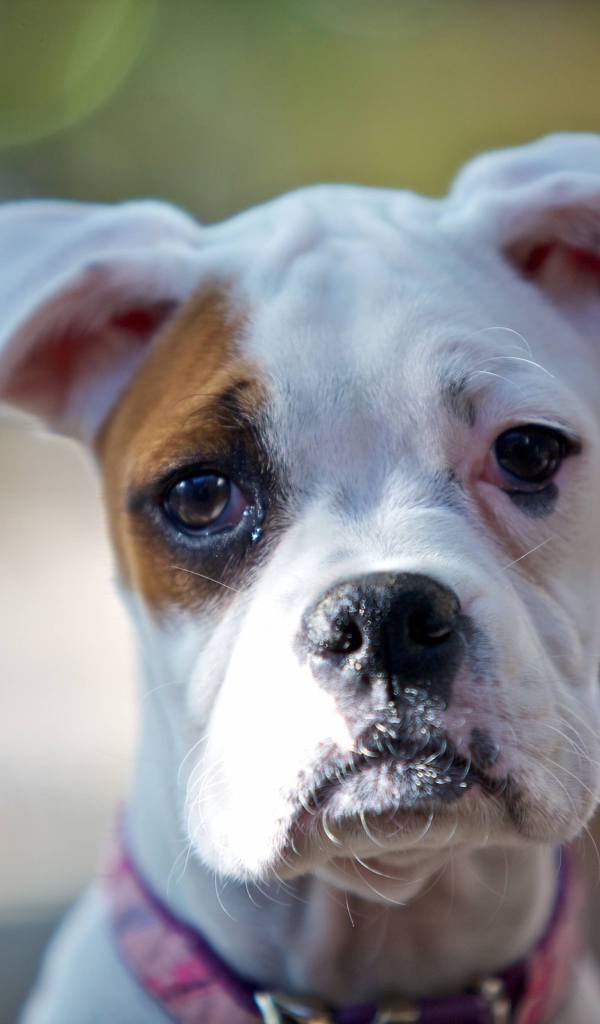 Молодой белый боксёр