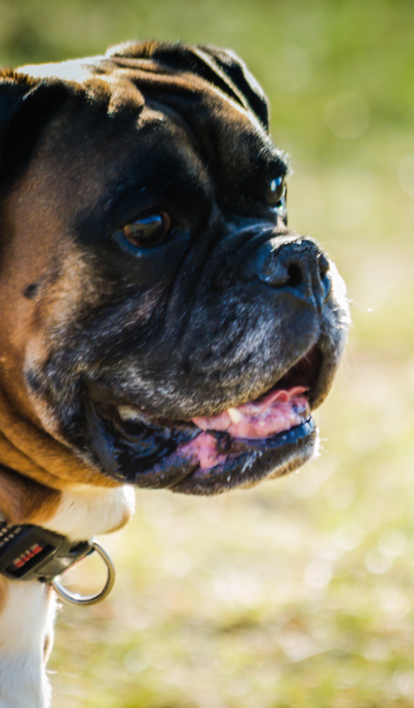 Взрослый боксёр на фоне зелёной травы