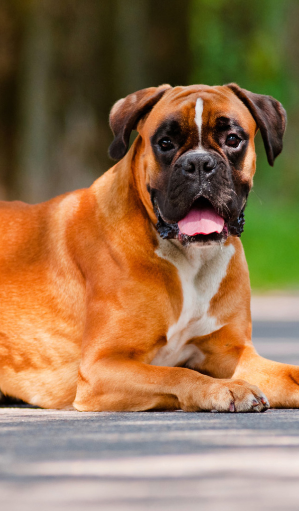 Красивый взрослый боксёр лежит на дороге