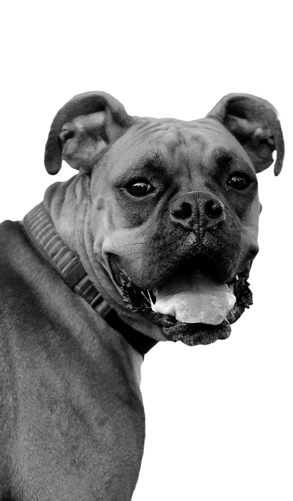 Красивый боксёр, чёрно-белое фото