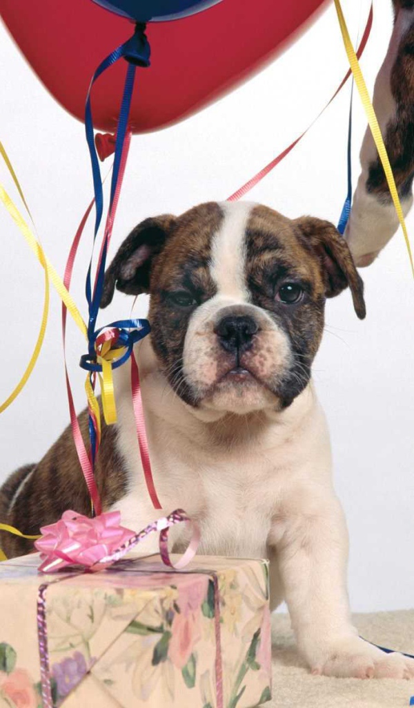 Щенок боксёра и подарочная коробка