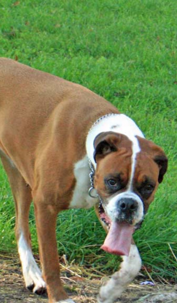 Боксёр с длинным языком гуляет по траве