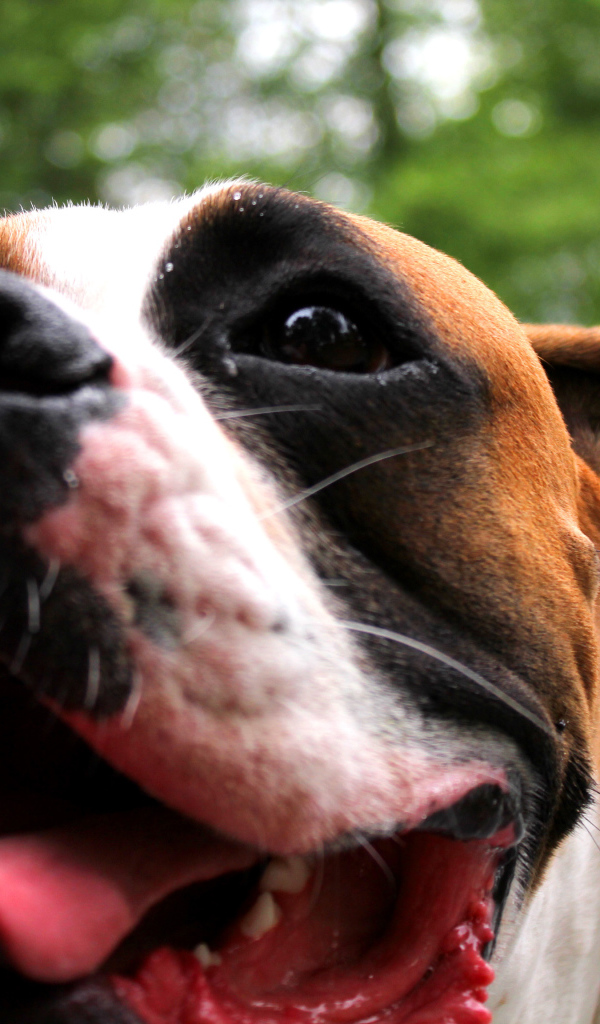 Счастливый боксёр с длинным языком