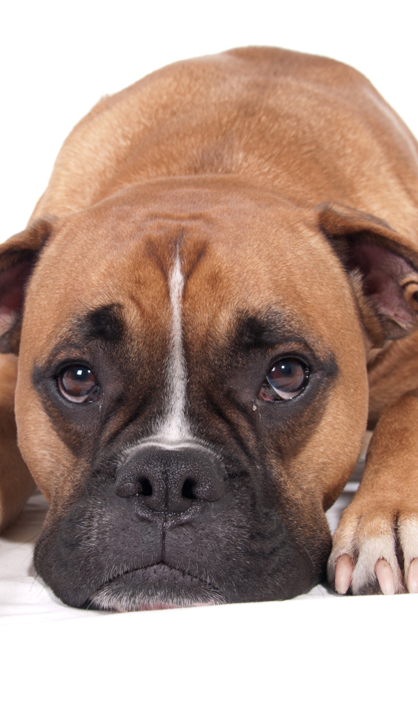 Грустный боксёр на белом полу