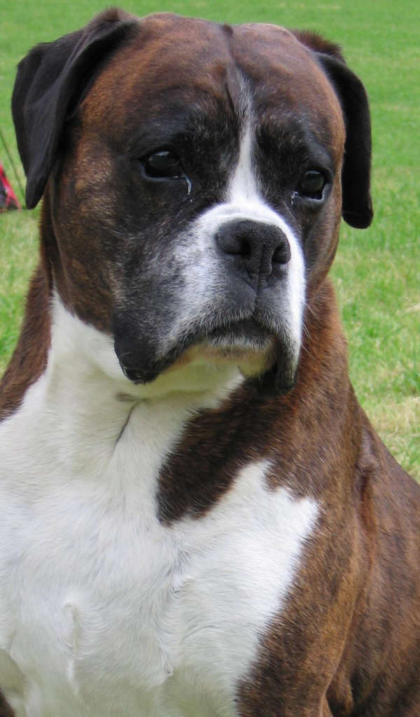 Грустный боксёр на фоне палатки