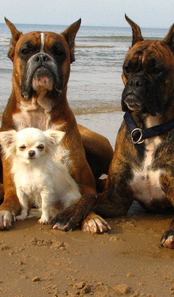 Три взрослых боксёра и их маленький друг