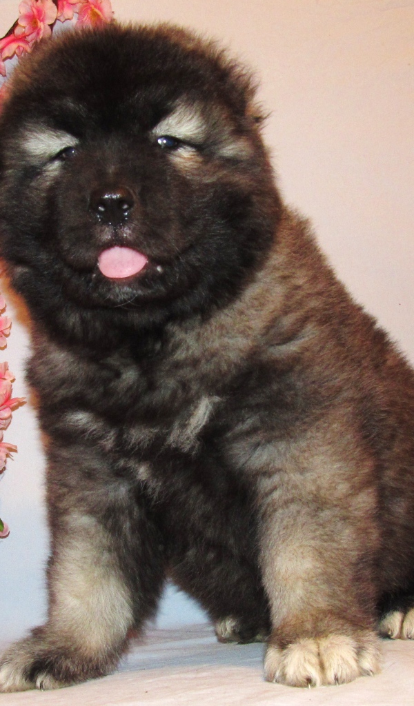 Кавказской овчарки щенок на розовом фоне