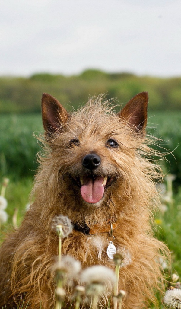 Собака в одуванчиках