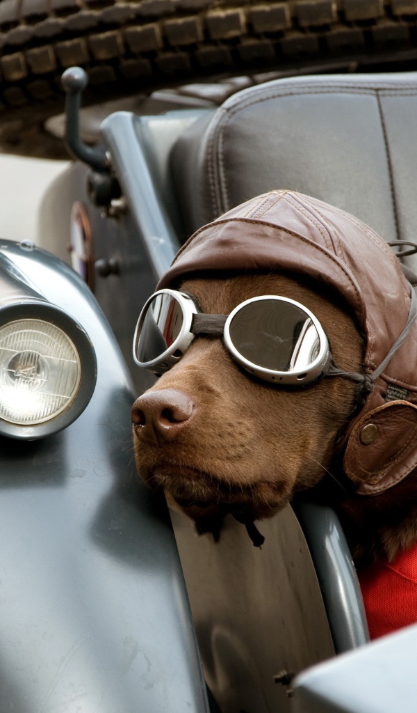 	 Dog in a helmet and glasses