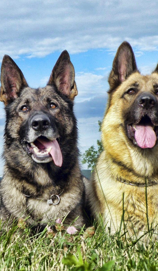Немецкие овчарки высунули языки