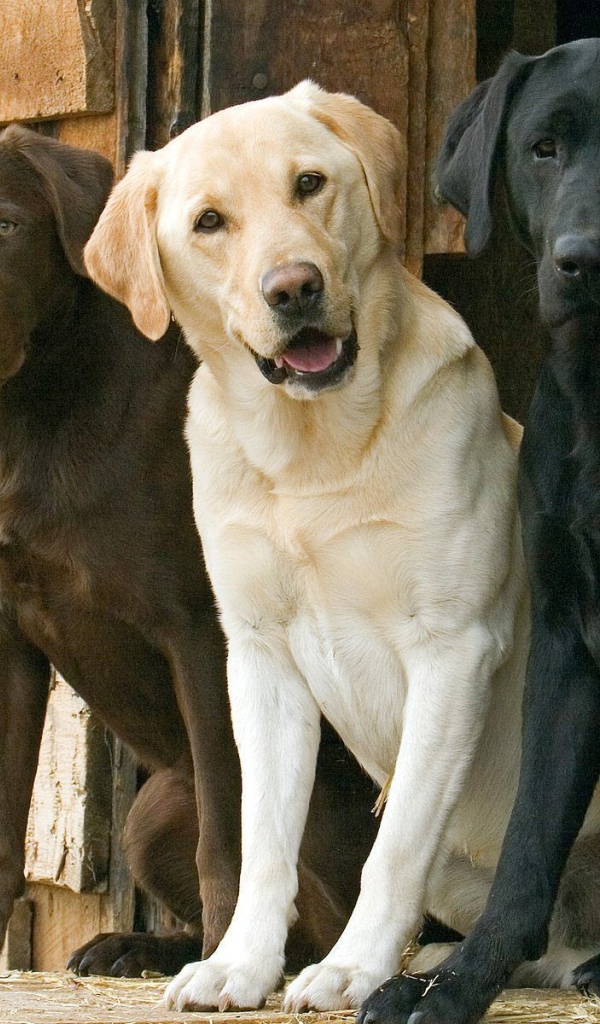 Разноцветные лабродоры