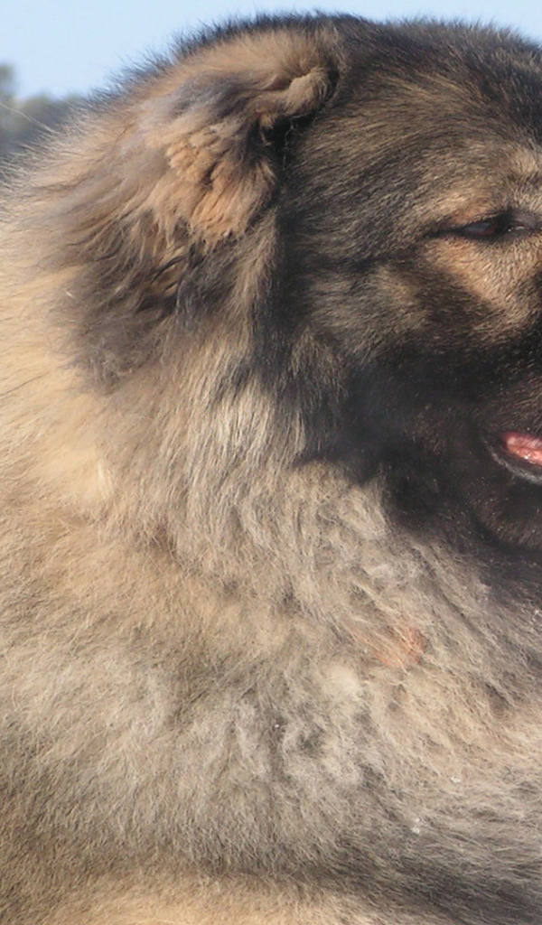 Кавказская овчарка в зимнем лесу