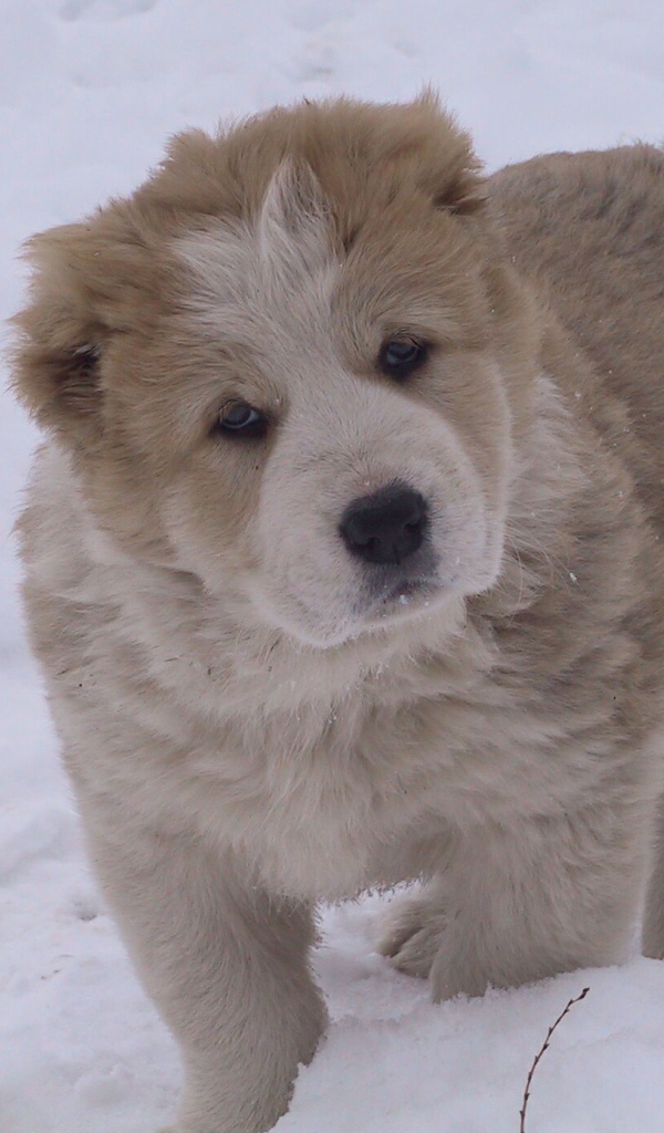 Кавказская овчарка играет на снегу