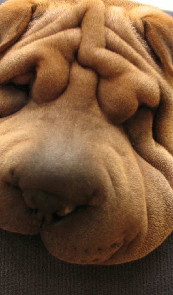 Шарпей спит на диване