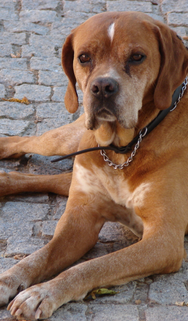 Португальский коричневый Пойнтер