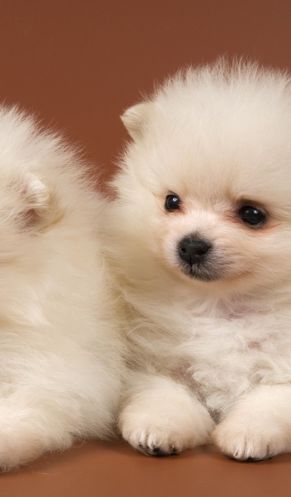 Щенки чау-чау