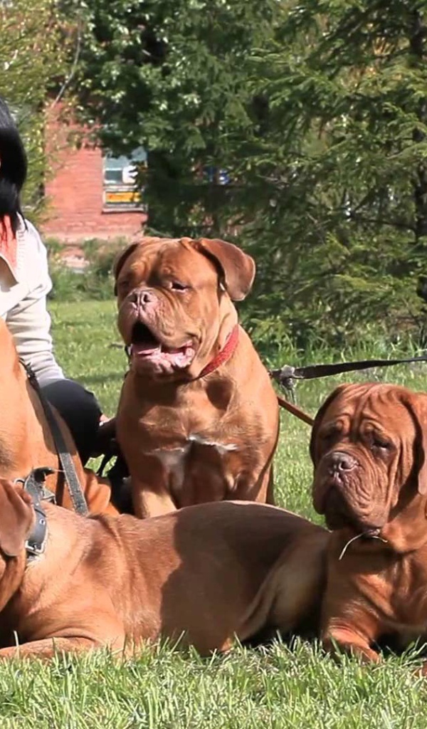 Семейство Бордосских догов