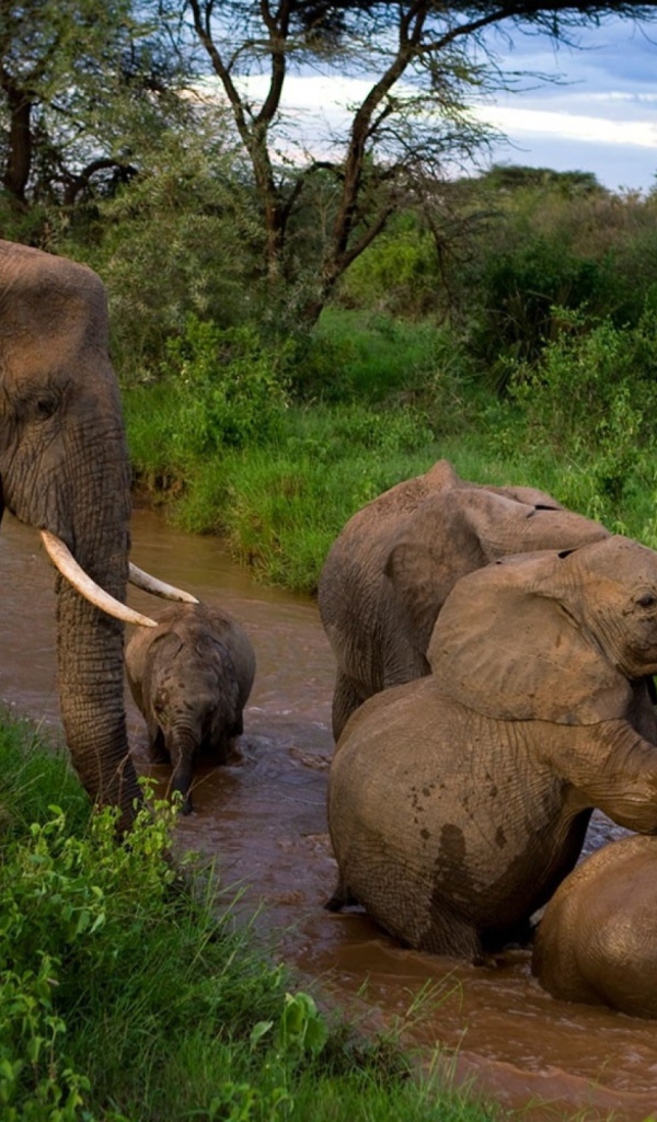 Elephants bathe
