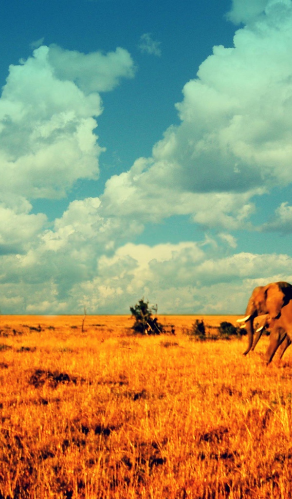 Elephants in the savanna