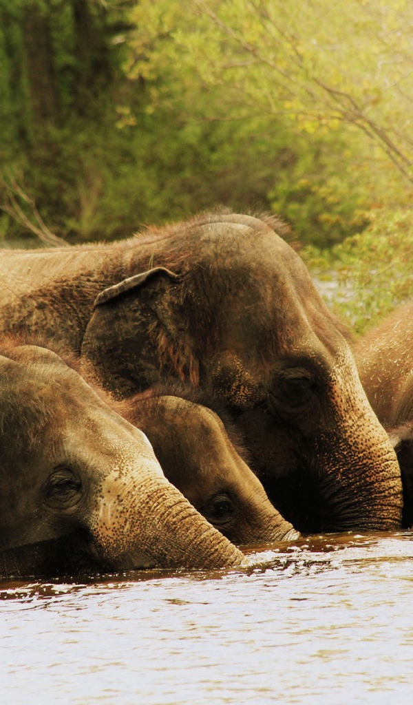 Слоны по уши в воде