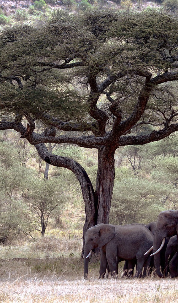 Семья слонов под деревом