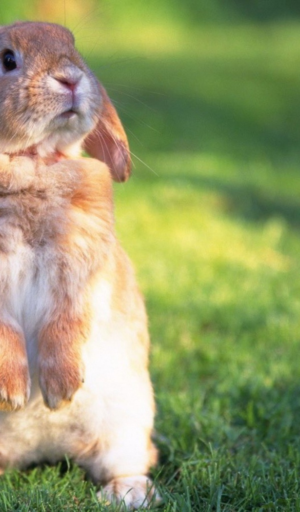 Кролик на задних лапах