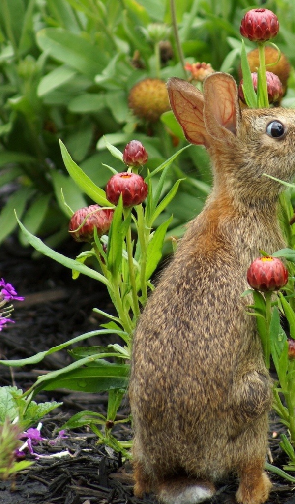 Кролик прячется в цветах
