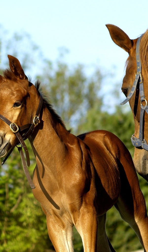 Пара лошадей