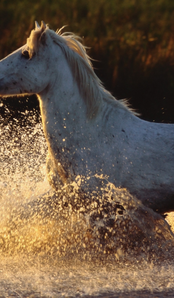 Древние лошади