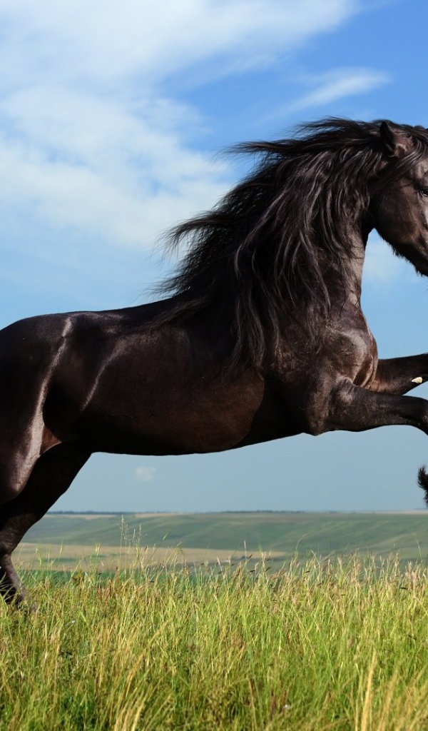 Красивая чёрная лошадь